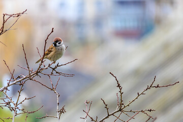 A small brown bird is perched on a branch