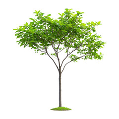Isolated Green Tree with Lush Foliage on Transparent Background