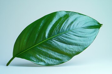 A single large green leaf sits on a white surface