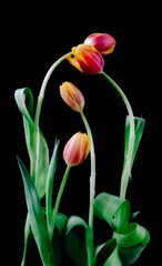 Tulipany na ciemnym tle, idealne na okładkę książki  © FunkyPiglet