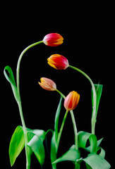 Tulipany na ciemnym tle, idealne na okładkę książki  © FunkyPiglet