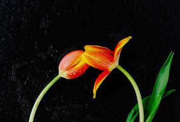 Tulipany na ciemnym tle, idealne na okładkę książki © FunkyPiglet