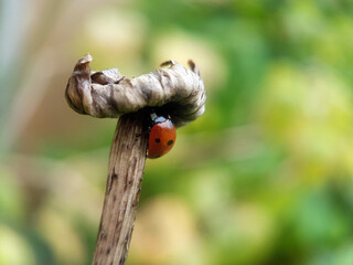 Ladybird insect on leaf summer 