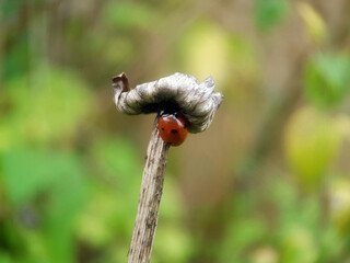 Ladybird insect on leaf summer 