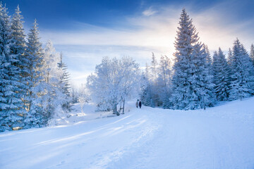 Karkonosze National Park on a clear day in winter, Poland