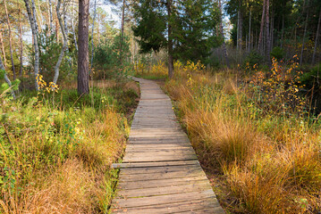 wooden boardwalk Sterntaler Filze, moor landscape near Bad Feilnbach in autumn