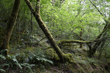 Luz tamizada a traves de las hojas de los arboles, en las Fragas del Eume