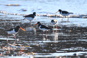 Ostreros alimentandose en la playa de Cariño, Ortigueira