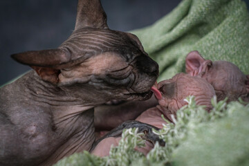 A cat licks a kitten. Sphynx cats, top view