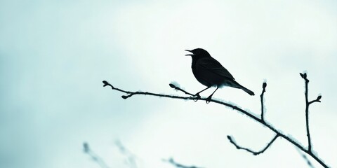 elegant silhouette of a beautiful singing bird perched gracefully on a branch