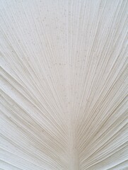 Detailed white palm leaf texture with clear lines