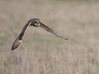 Short-eared owl, Asio flammeus