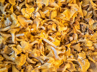 Closeup of fresh raw Chanterelle Mushrooms for sale at a French Market