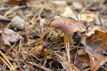 Xerocomus ferrugineus grows in the forest