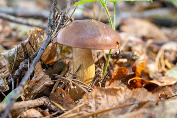Fototapeta premium Xerocomus ferrugineus grows in the forest