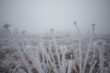 Snowy winter background with frozen grass