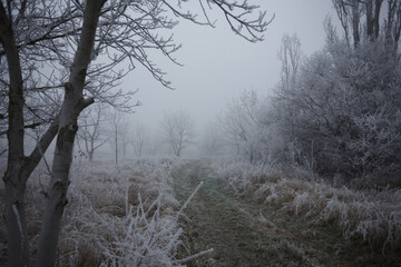 Frozen countryside on a foggy afternoon