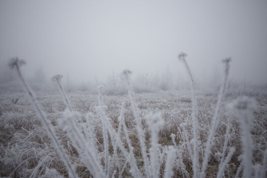 Snowy winter background with frozen grass