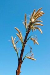 Long seed pods on a woody stem against a blue sky, blue, sky