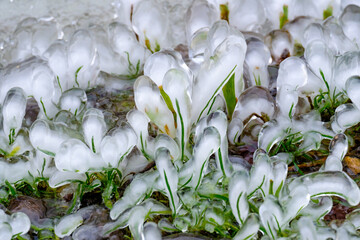 Gras mit Eis überzogen
