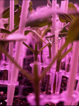 Seeling, seedling greenhouse, perfect greenhouse production, greenhouse industry