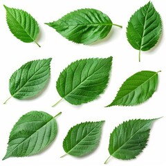 Naklejka premium Nine vibrant green leaves are laying on a white background