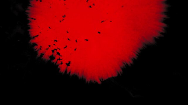 Blood Splatter on the Wall on a black png Background.