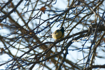 Eurasian blue tit (Cyanistes caeruleus) sitting in a tree in Zurich, Switzerland