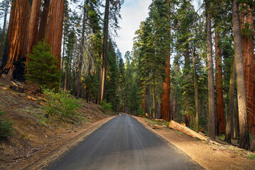 Naklejka premium Straight stretch of a mountain road lined with giant sequoias in Californian Sierra Nevada at sunset in autumn