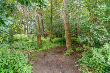 Empty trail through a wood in the countryside of Belgium in summer