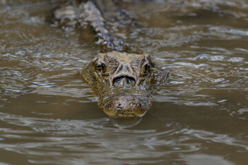 Spectacled Caiman crocodilus cruising the river in search of prey, camouflaged with surroundings.