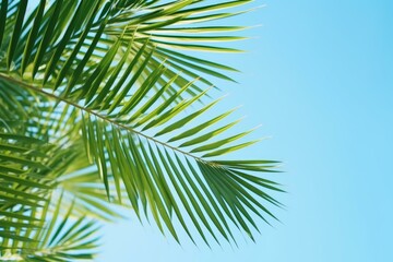 Naklejka premium Lush green palm leaves create a tropical feel against a vibrant blue sky, evoking a sense of summer tranquility