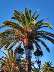 palm trees on the beach