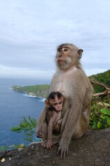 Baby monkey and mother sitting