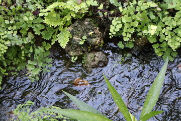 green moss on the stone