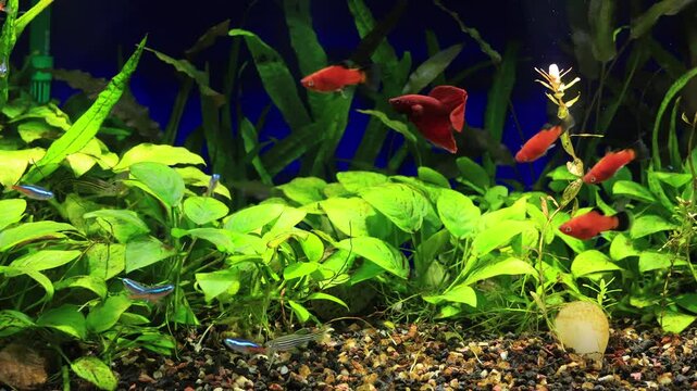 A shoal of colorful neon tetras, red wag platies, zebra danio and red velvet beta fish swimming playfully over dense Anubis in a planted tropical aquarium