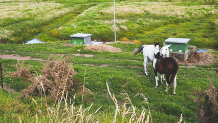 White horse on a green field paddock in new zealand