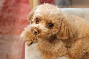 お座りしているトイ・プードル