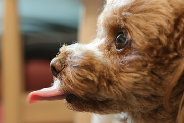 舌を出しているトイ・プードル