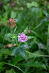 Clover (Trifolium pratense) grows in the meadow among the grasses