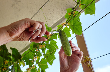 Men's hands harvests cuts the cucumber with scissors. Farmer man gardening in home greenhouse