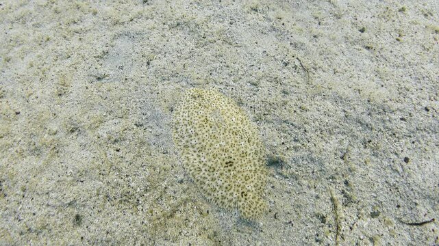 Finless sole flatfish fish. Red Sea moses sole (Pardachirus marmoratus) underwater
