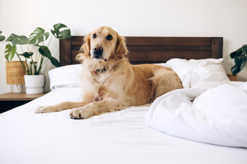 Golden retriever relaxing on unmade bed in modern bedroom