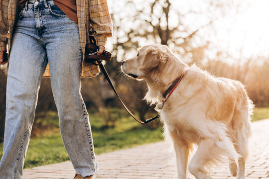 Woman walking golden retriever dog in park during sunset
