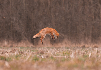 An action sequence of a fox jumping and diving into a field