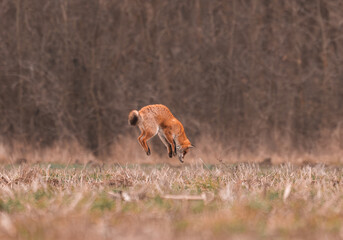 An action sequence of a fox jumping and diving into a field