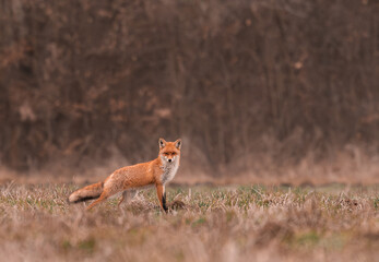 Clever fox (vulpes vulpes) looking for a food