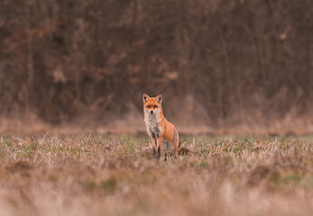 Clever fox (vulpes vulpes) looking for a food