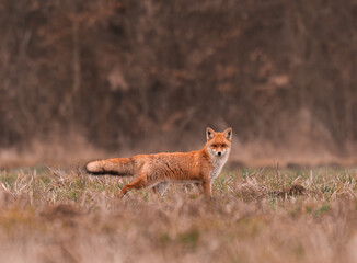 Clever fox (vulpes vulpes) looking for a food