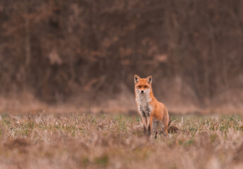 Clever fox (vulpes vulpes) looking for a food